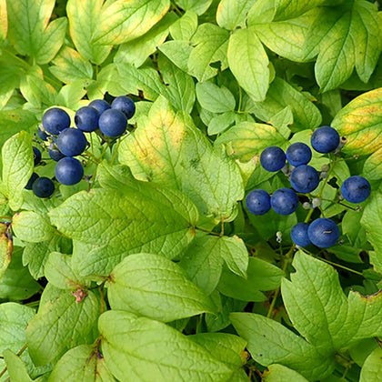 Blueberry LeafLiquid_Extract_Health_Benefits