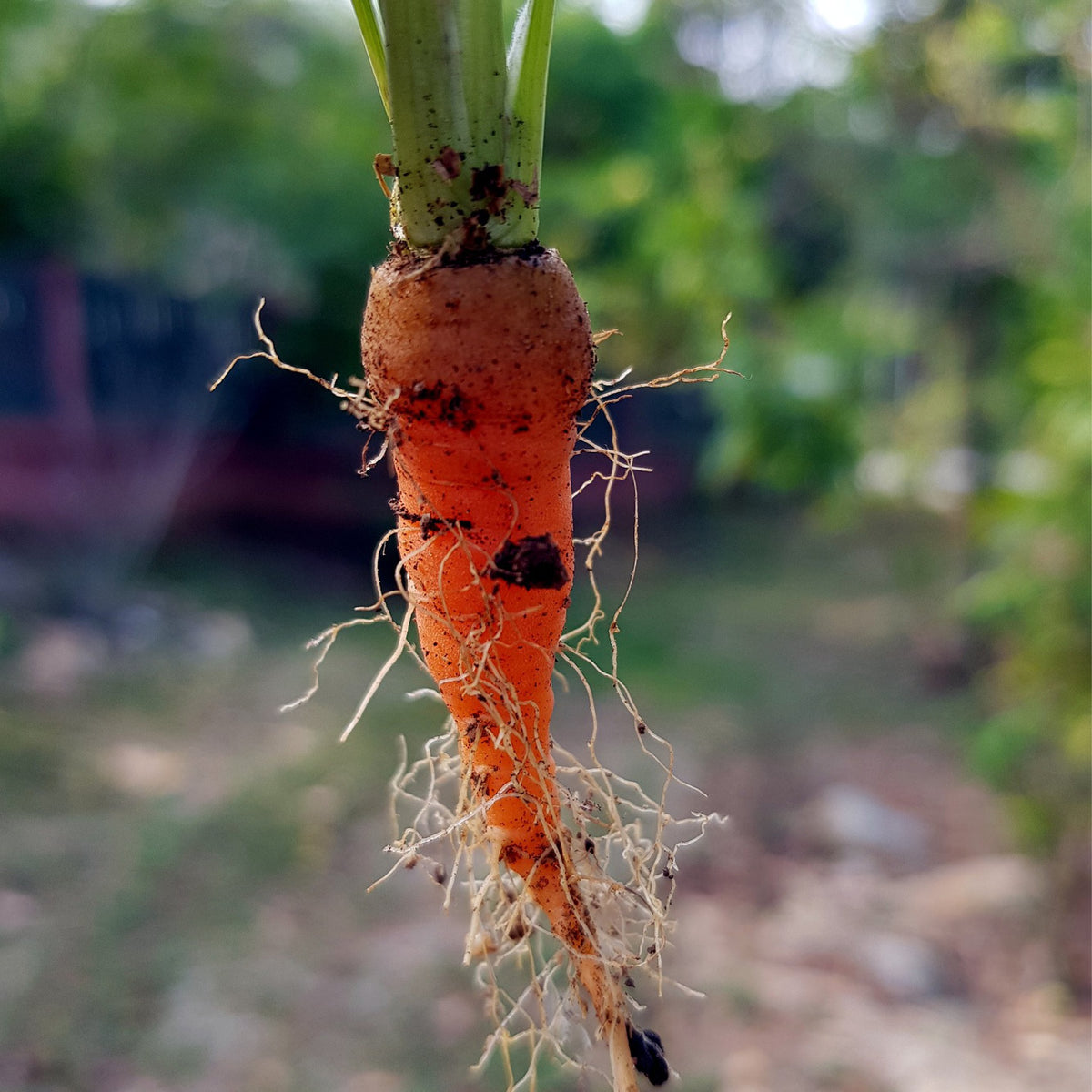 Carrot Root Extract | Carrot Herbs For Eyes - LifeToniq