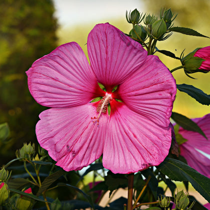 Hibiscus FlowersLiquid_Extract_Health_Benefits