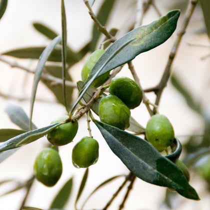 Olive LeafLiquid_Extract_Health_Benefits