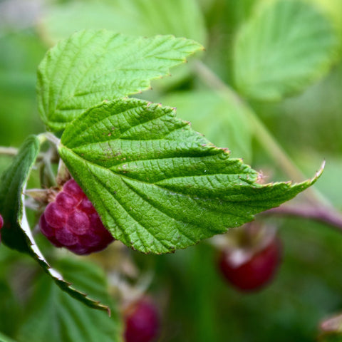 Red Raspberry LeafLiquid_Extract_Health_Benefits