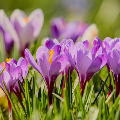 Spring VioletLiquid_Extract_Health_Benefits