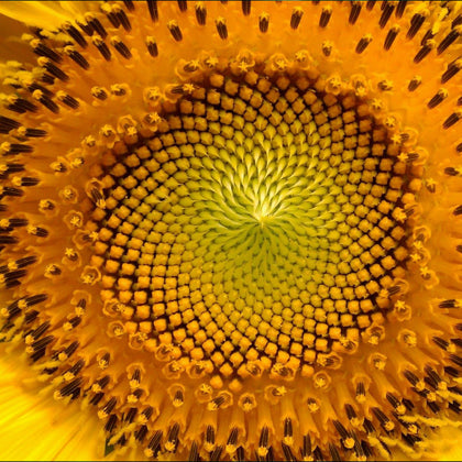 Sunflower SeedLiquid_Extract_Health_Benefits