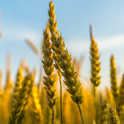 Wheat GermLiquid_Extract_Health_Benefits