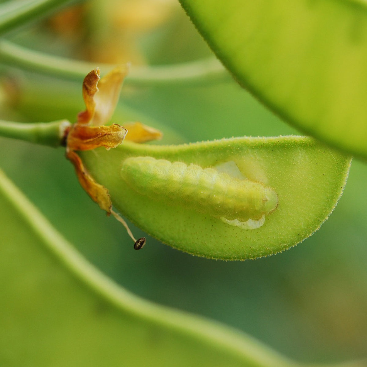 Worm Seed Oil Uses | Wormseed Health Benefits - LifeToniq